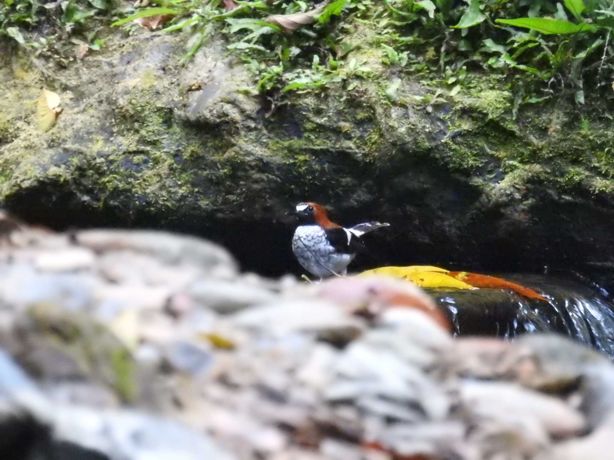 Chestnut-naped Forktail