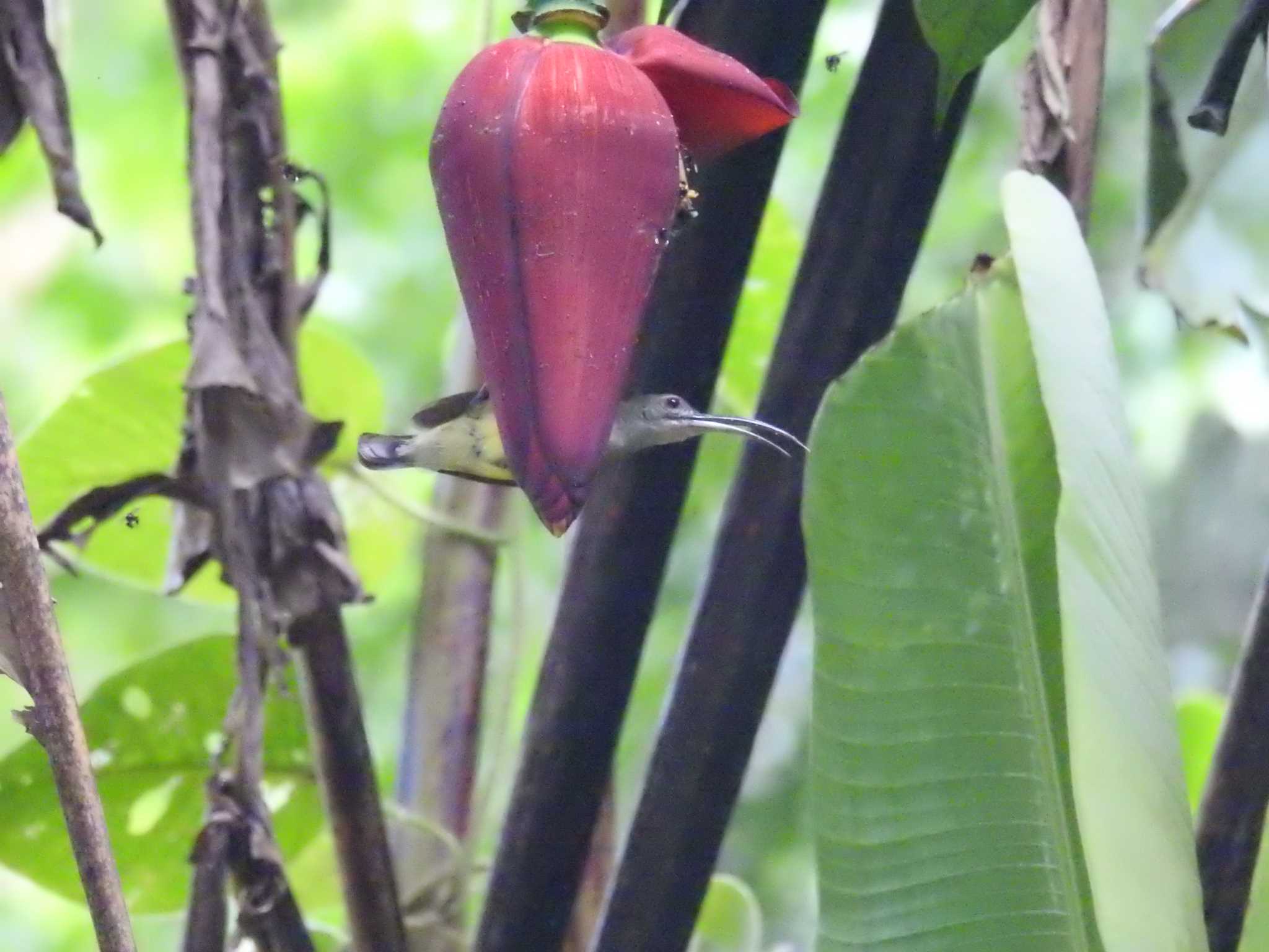 Photo of Little Spiderhunter at タイ南部 by でみこ