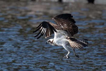 Osprey 神奈川県 Sat, 12/1/2018