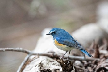 Red-flanked Bluetail 神奈川県 Sat, 2/16/2019