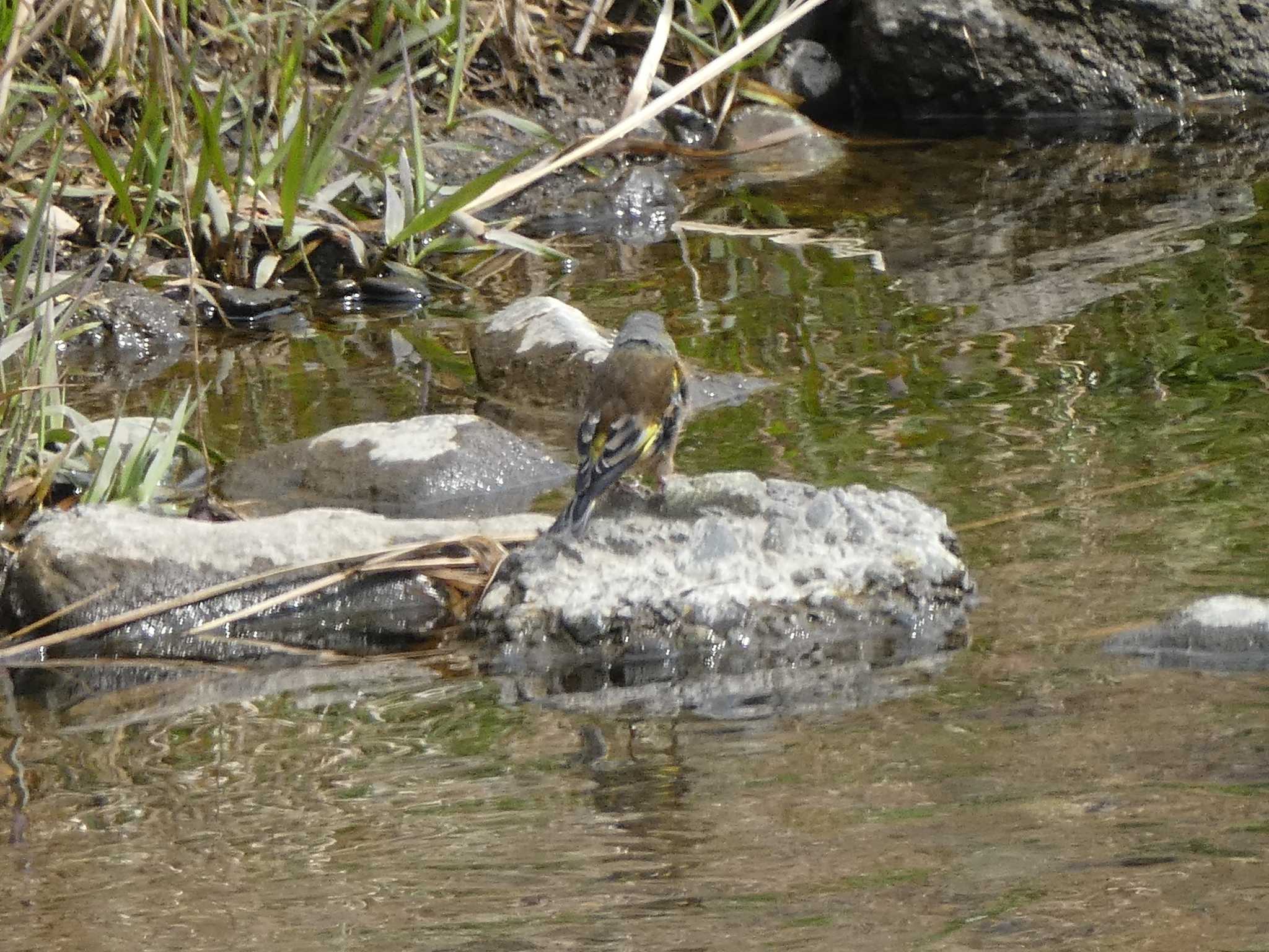 カワラヒワ