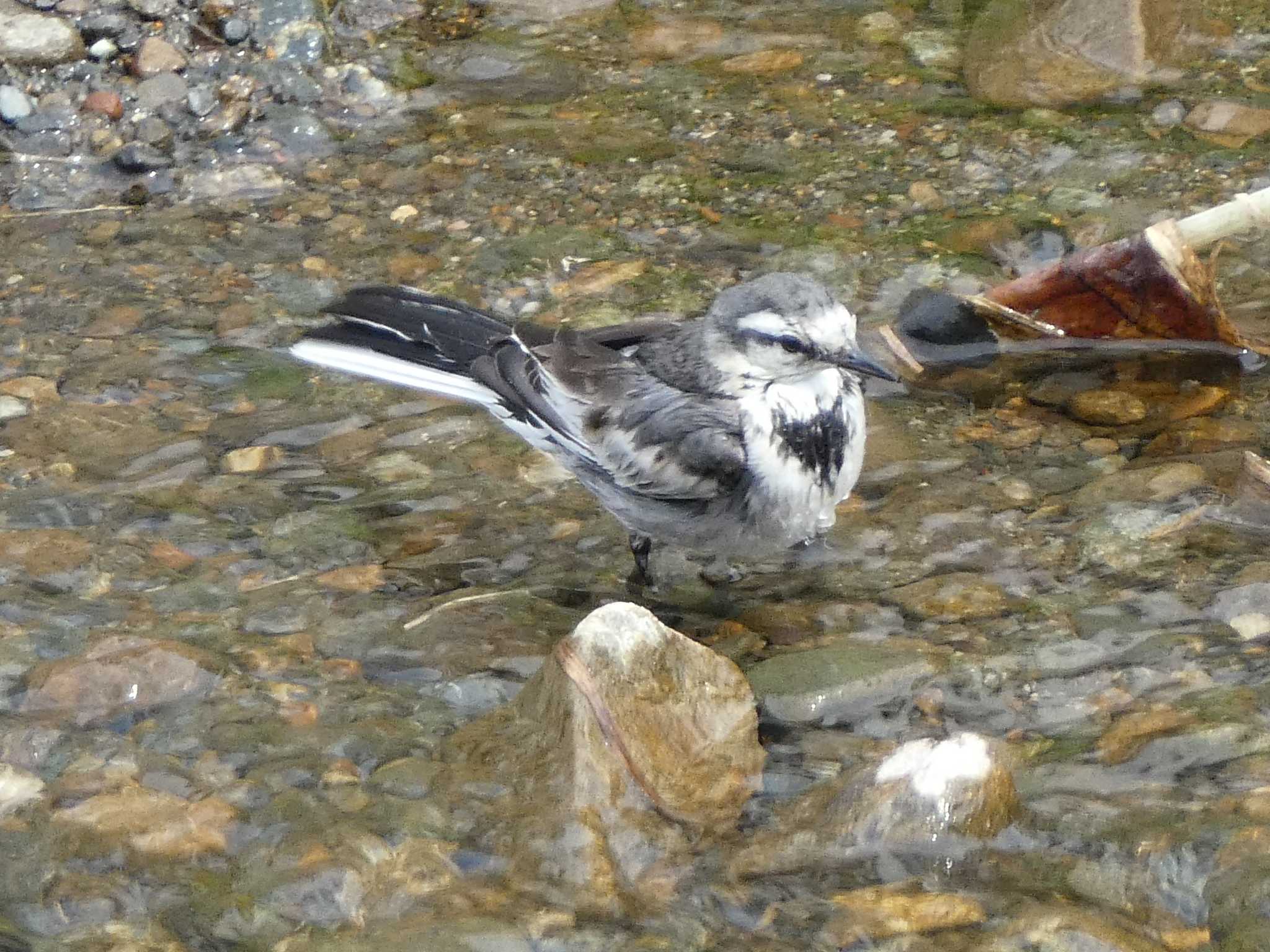 ハクセキレイ