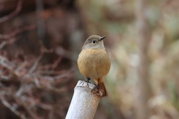 ジョウビタキ 神戸市立森林植物園 2019年3月16日(土)