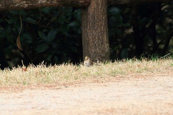2019年3月16日(土) 神戸市立森林植物園の野鳥観察記録