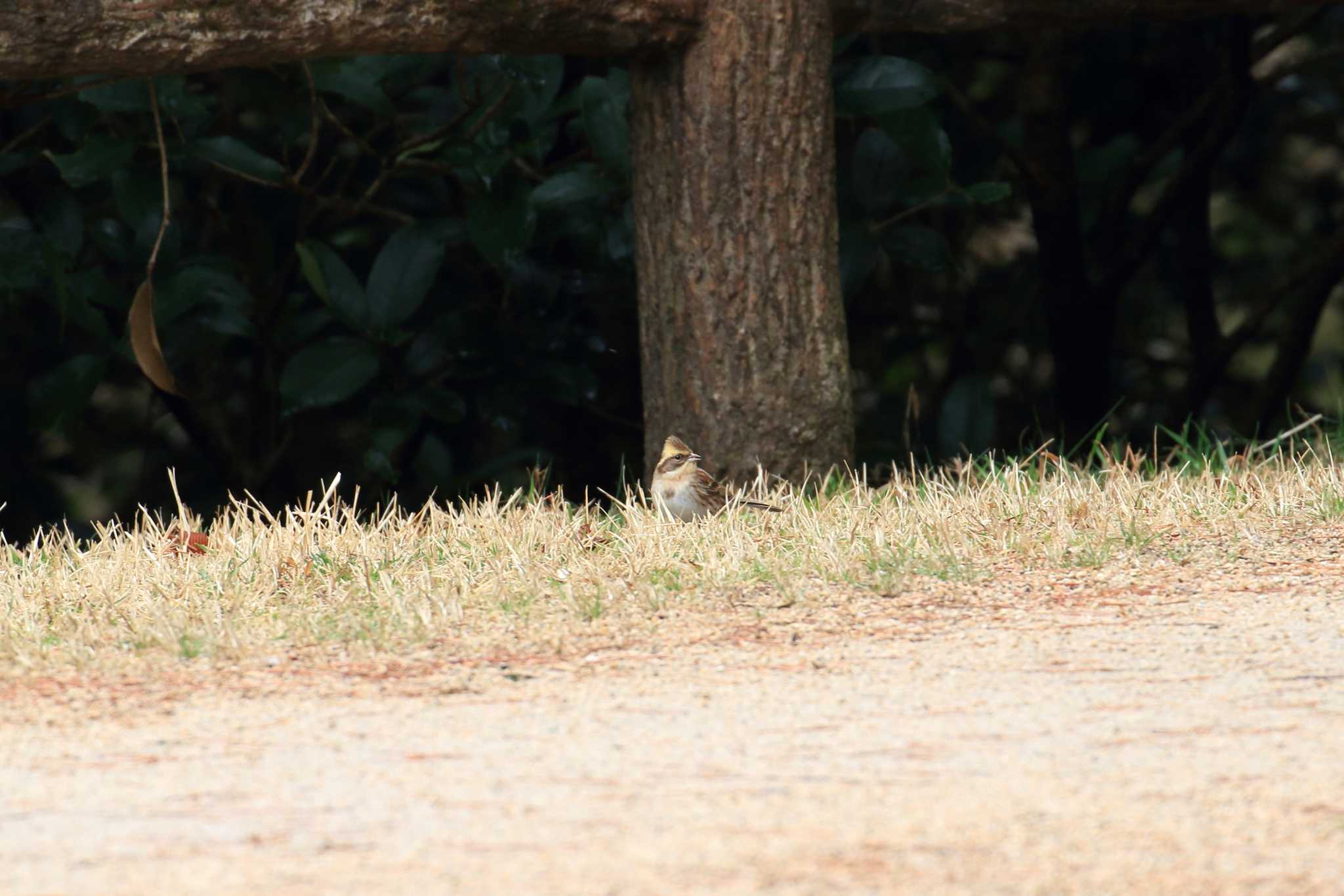 神戸市立森林植物園 ミヤマホオジロの写真 by 明石のおやじ