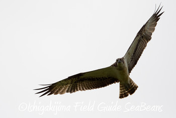 ミサゴ 石垣島 2019年3月16日(土)