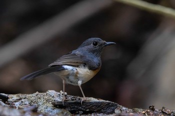 White-rumped Shama Khao Sok NP Thu, 2/21/2019