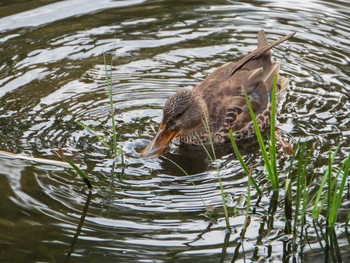 2019年3月9日(土) 日比谷公園の野鳥観察記録