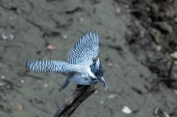 Crested Kingfisher Unknown Spots Sat, 3/2/2019