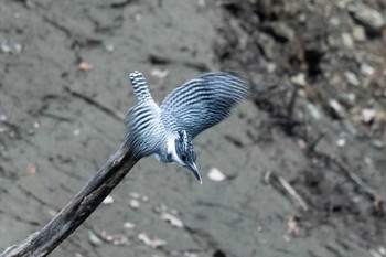 Crested Kingfisher Unknown Spots Sat, 3/2/2019