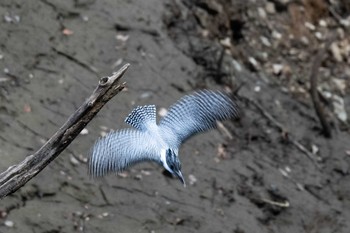 Crested Kingfisher Unknown Spots Sat, 3/2/2019
