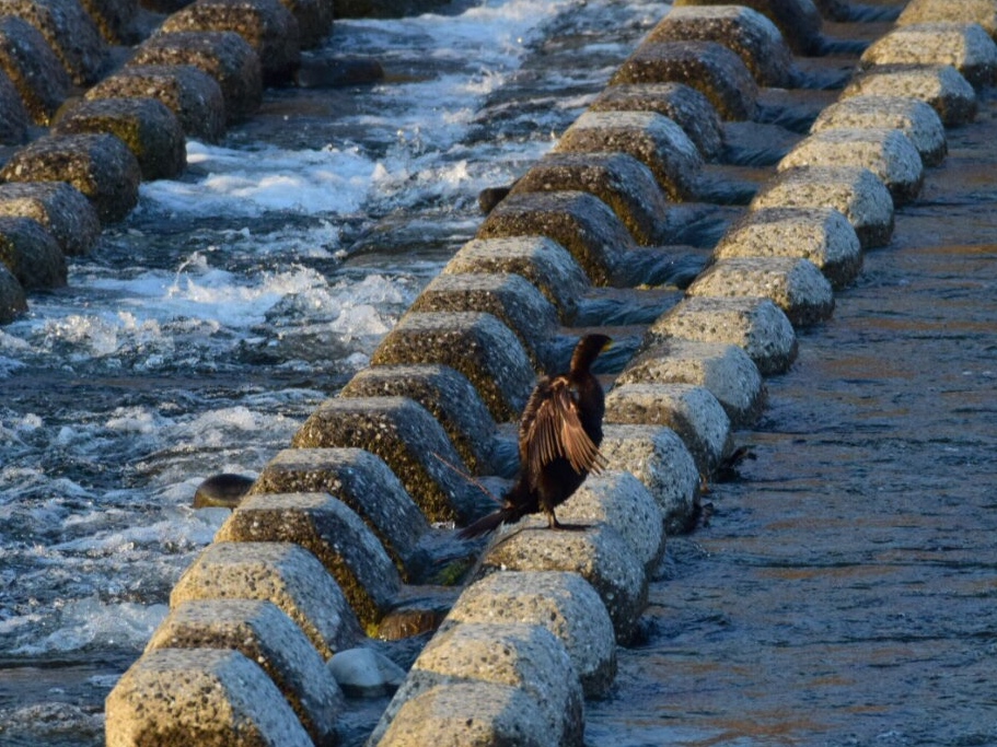 浅川（多摩川合流付近） カワウの写真 by Buchiaz