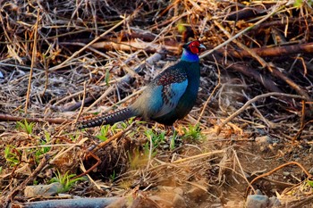 2019年3月17日(日) 浅川（多摩川合流付近）の野鳥観察記録