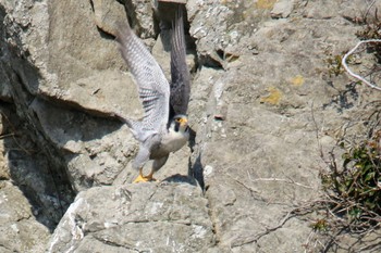 Peregrine Falcon 神奈川県 Sun, 3/17/2019