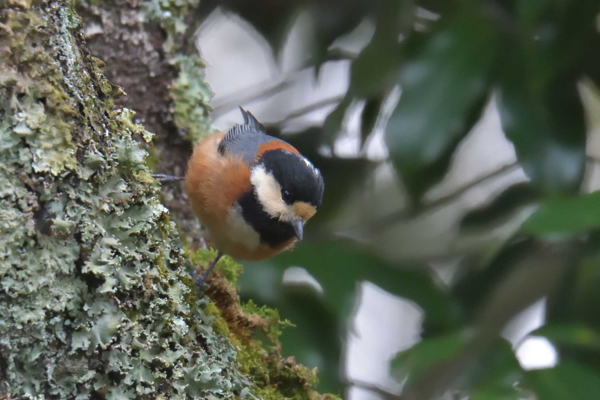 Varied Tit