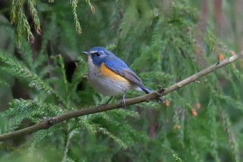 Sun, 3/17/2019 Birding report at 滋賀県甲賀市甲南町創造の森