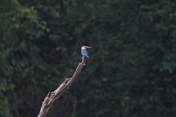 コウハシショウビン カオソック国立公園 2019年2月23日(土)