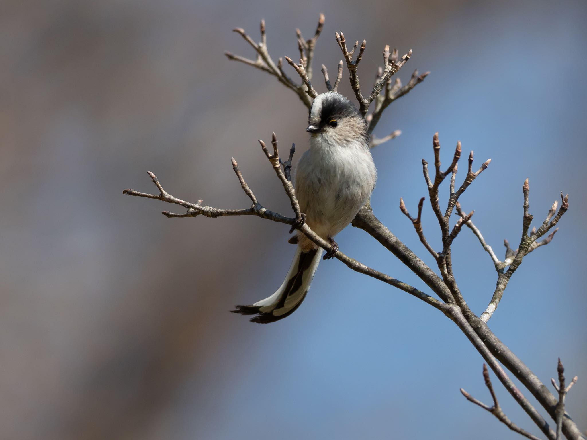 Photo of Long-tailed Tit at  by エナガ好き