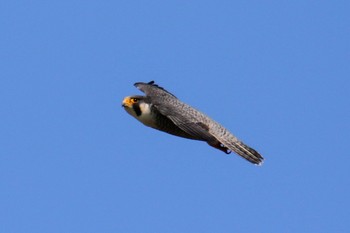 Peregrine Falcon 神奈川県 Sun, 3/17/2019