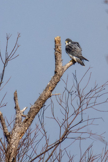 2019年3月17日(日) 蕪栗沼の野鳥観察記録