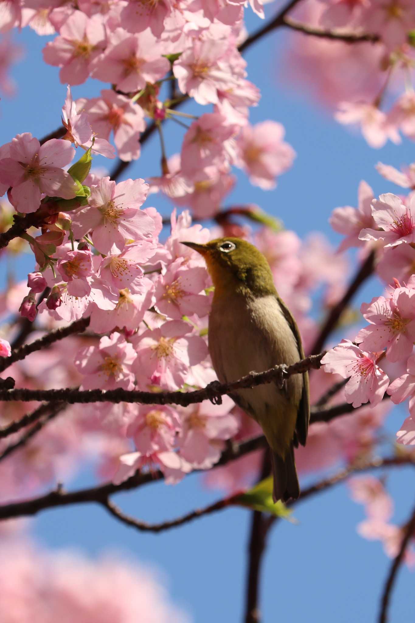 桜が似合うね by Yuka