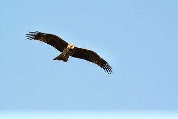 Black Kite Unknown Spots Fri, 3/15/2019