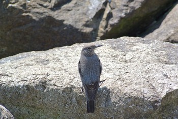 Blue Rock Thrush Unknown Spots Fri, 3/15/2019