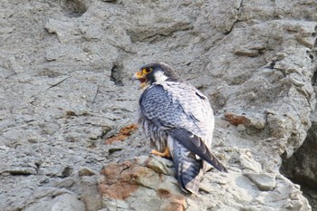 Peregrine Falcon 神奈川県 Sun, 3/17/2019