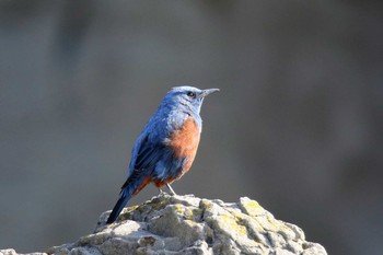 Blue Rock Thrush 神奈川県 Sun, 3/17/2019