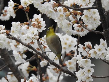 メジロ 高野川、京都 2019年3月17日(日)