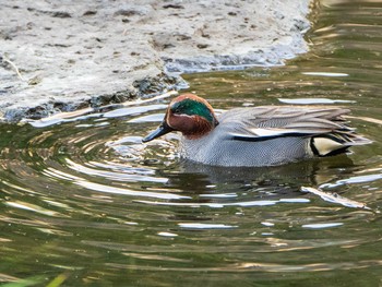 コガモ 日比谷公園 2019年3月9日(土)