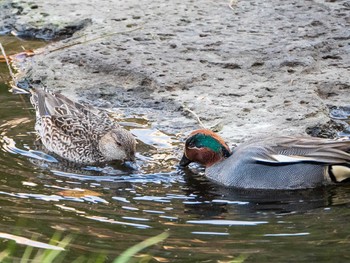 コガモ 日比谷公園 2019年3月9日(土)