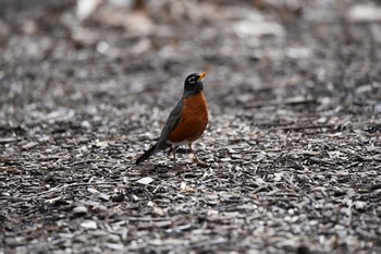 American Robin Central Park(New York) Sat, 3/16/2019