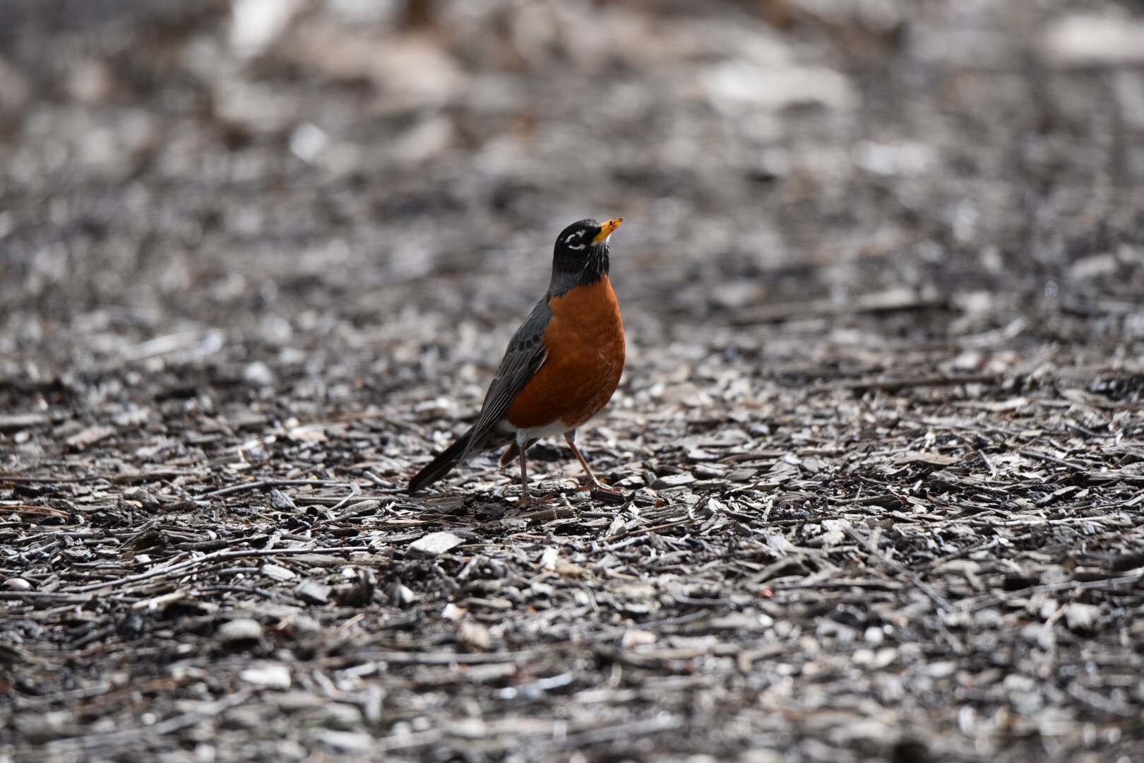 Photo of American Robin at Central Park(New York) by HiroA