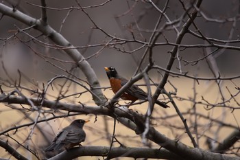 American Robin Central Park(New York) Sat, 3/16/2019