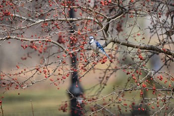 Blue Jay Central Park(New York) Sat, 3/16/2019