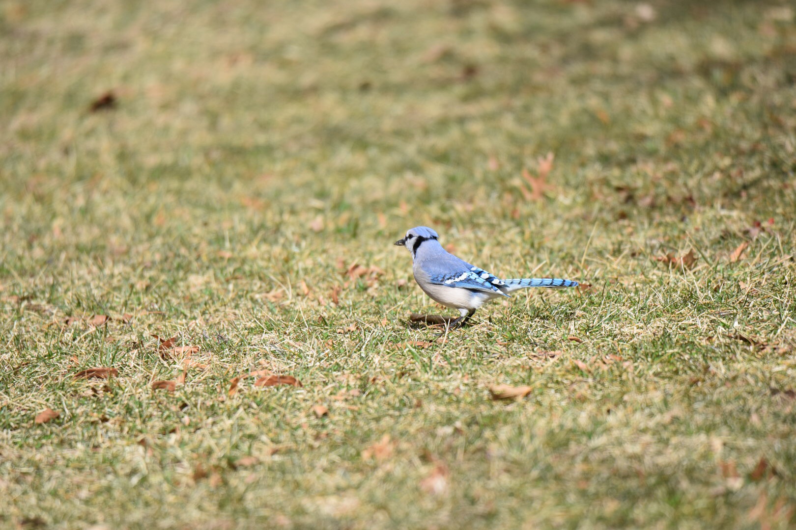 Photo of Blue Jay at Central Park(New York) by HiroA