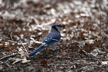 Blue Jay Central Park(New York) Sat, 3/16/2019