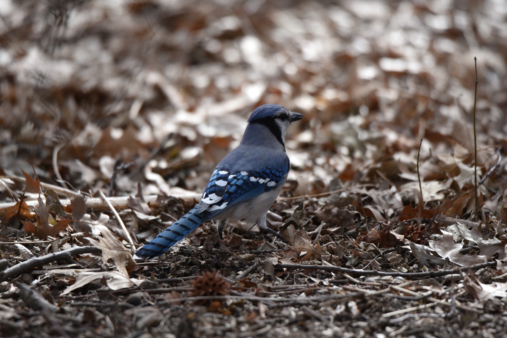 Photo of Blue Jay at Central Park(New York) by HiroA
