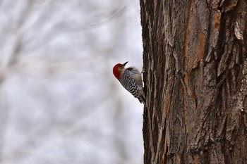 Red-bellied Woodpecker