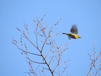 メジロ 東高根森林公園 2019年3月17日(日)