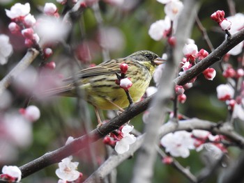 アオジ 東高根森林公園 2019年3月17日(日)