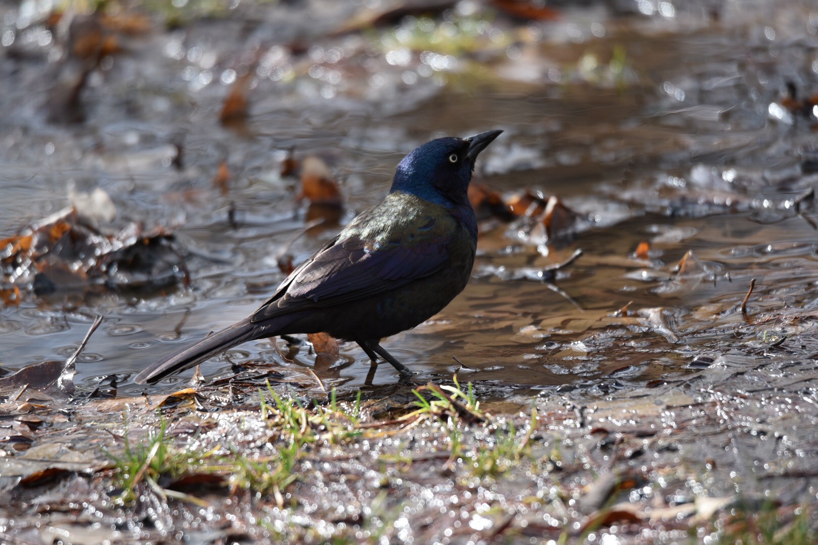 Photo of Common Grackle at Central Park(New York) by HiroA