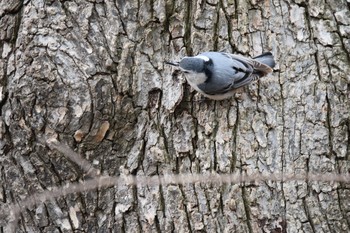 White-breasted Nuthatch Central Park(New York) Sat, 3/16/2019