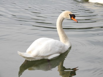 Mute Swan Hibiya Park Sun, 3/17/2019