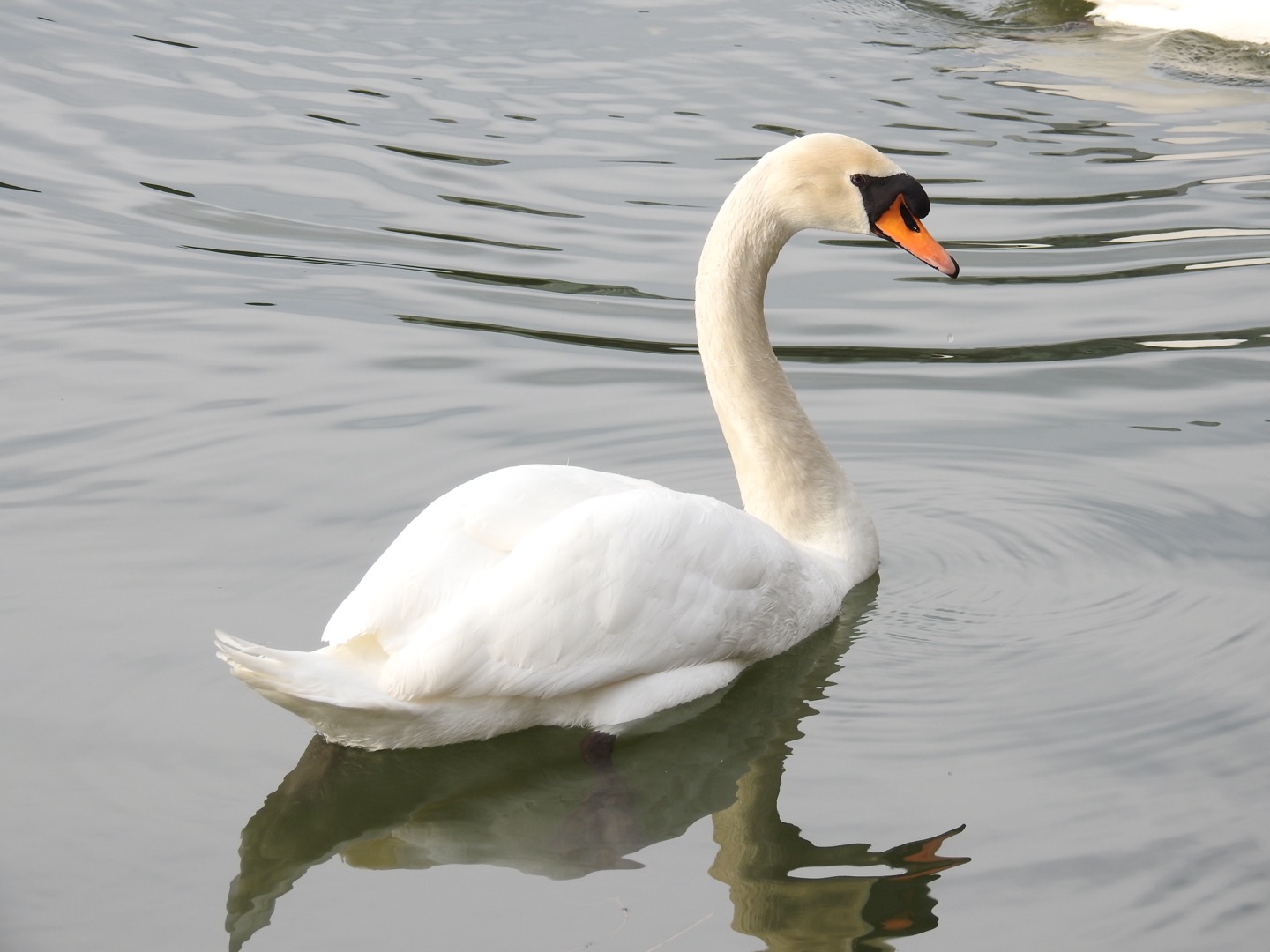 Photo of Mute Swan at Hibiya Park by せっしー