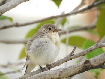 Red-breasted Flycatcher Hibiya Park Sun, 3/17/2019