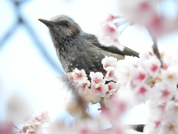 Brown-eared Bulbul Hibiya Park Sun, 3/17/2019