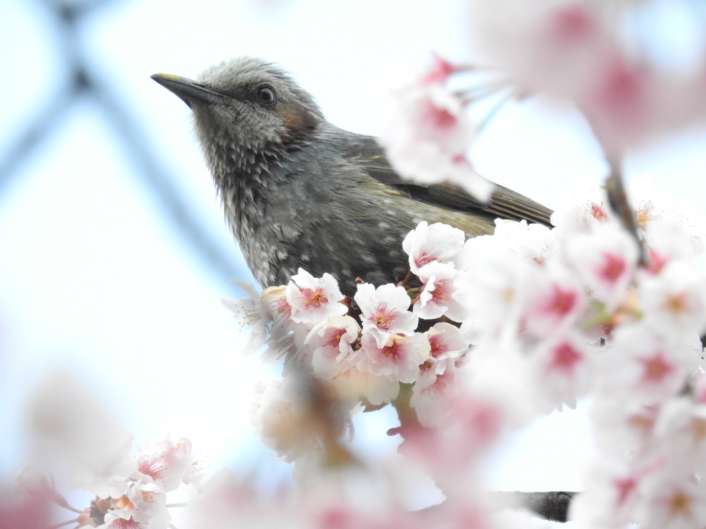 Brown-eared Bulbul