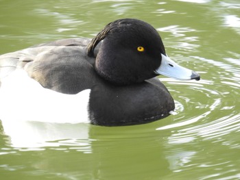 キンクロハジロ 日比谷公園 2019年3月17日(日)